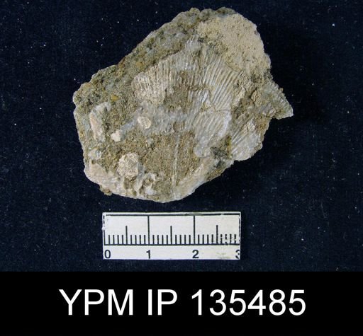 Derbya hemisphaerica