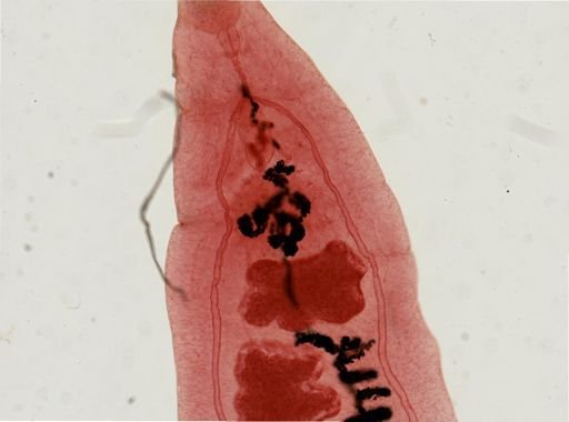 Dicrocoelium