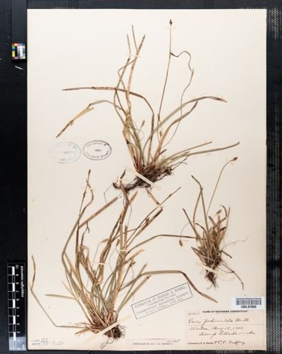 Carex pedunculata