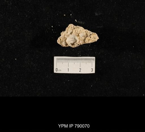 undet. Brachiopoda; shell hash with
