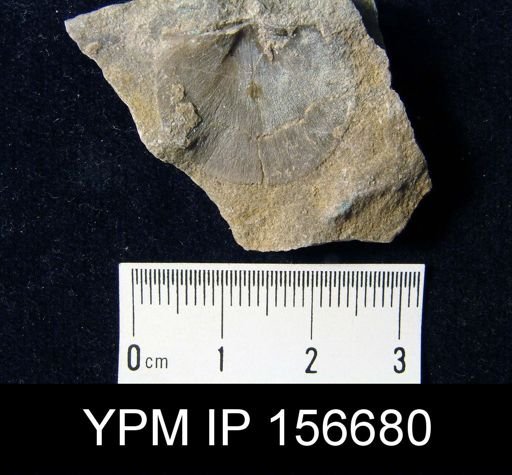 Brachyprion anticostiensis