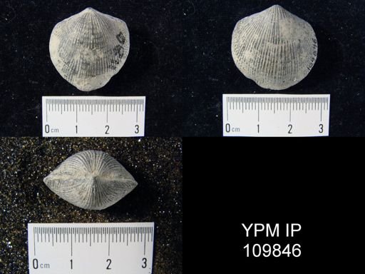Atrypa reticularis