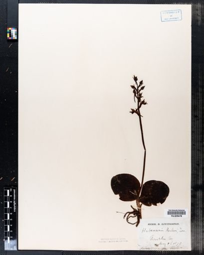 Habenaria hookeri