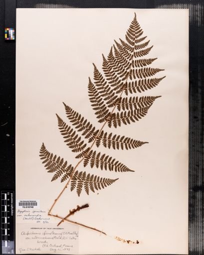 Plantae