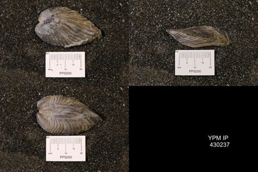 Grammysioidea arcuata