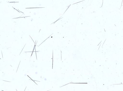 Stylocordyla borealis