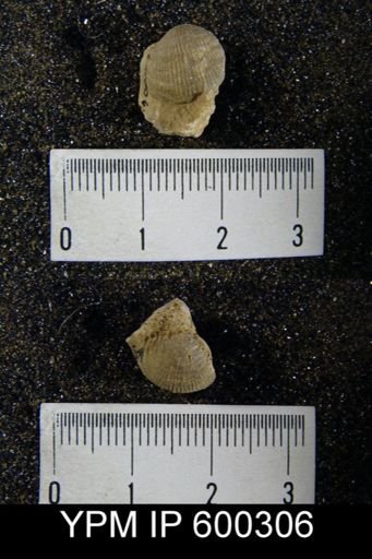 Productus pertenuis