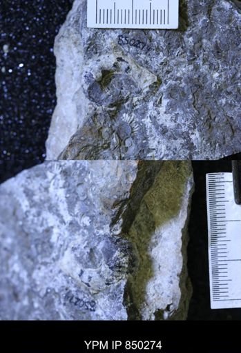 undet. Scaphitidae