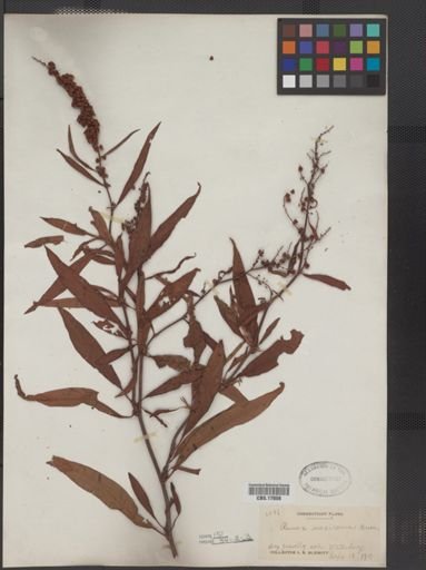 Rumex mexicanus
