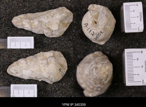 Cerithium bosquense?