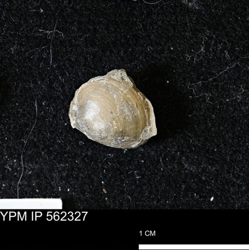 Limopsis striatopunctatus