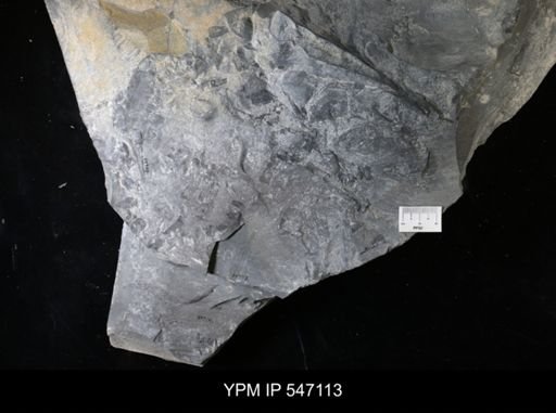 Eurypterida