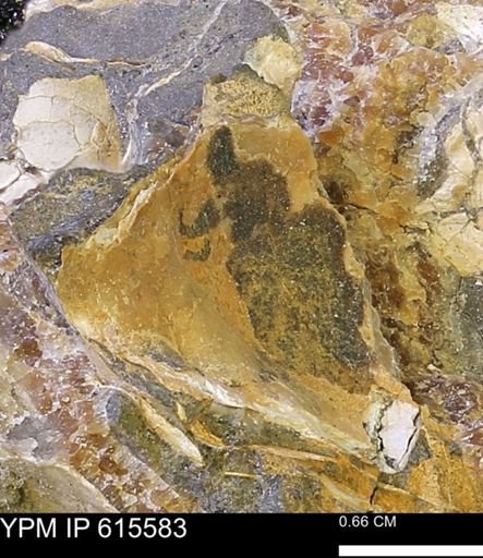 undet. Bivalvia