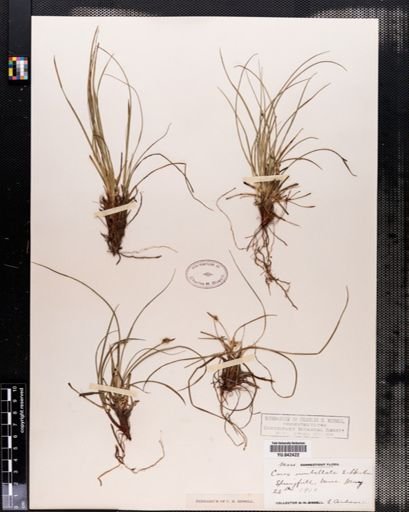 Carex vaginata