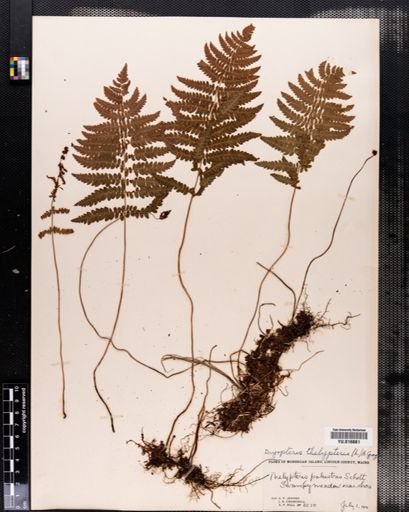 Dryopteris thelypteris