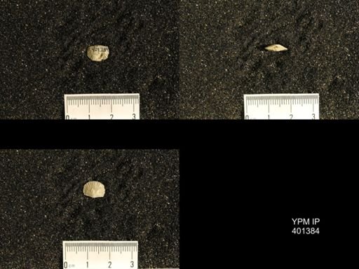 Plectorthis plicatella