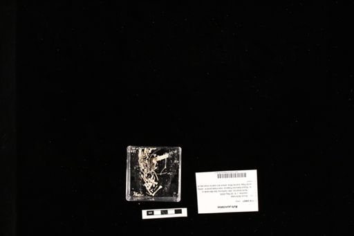 Bufo punctatus