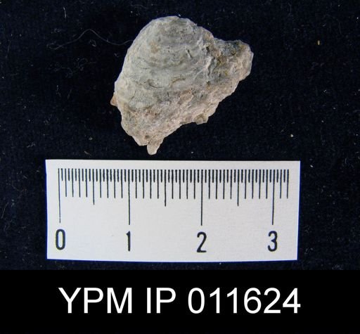 Striatifera pinniformis