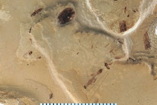 undet. Hymenoptera