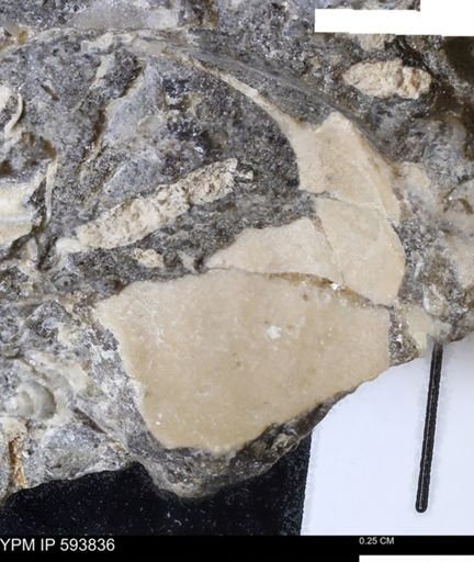 undet. Mollusca
