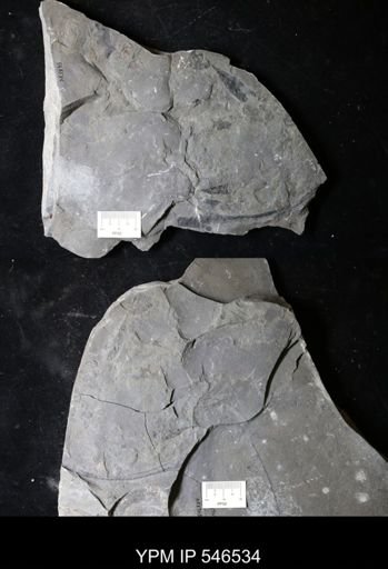 undet. Eurypterida