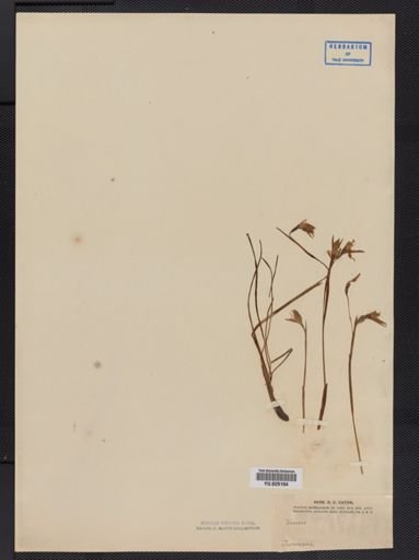 Diuris