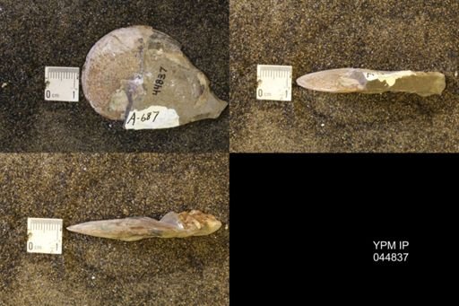 Sphenodiscus lenticularis