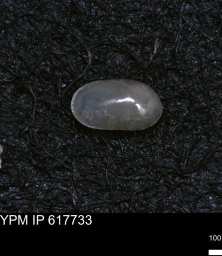 undet. Ostracoda