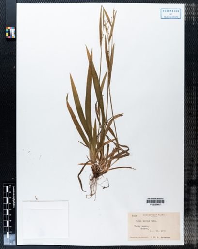 Carex anceps