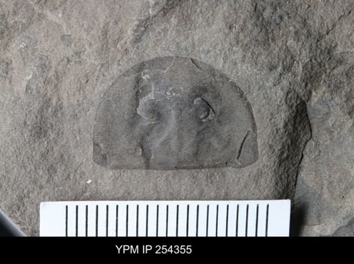 Erieopterus microphthalmus