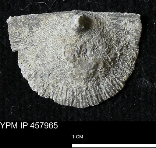 Strophodonta sp.