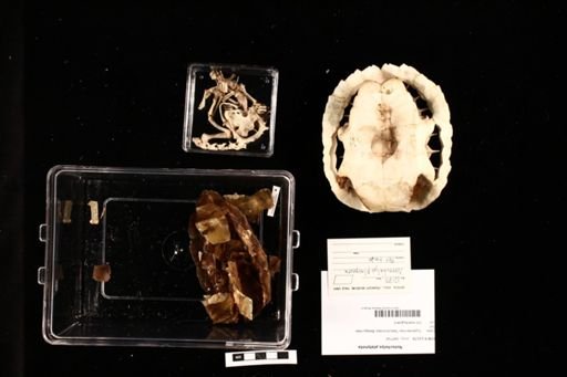 Notochelys platynota