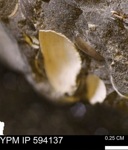 Limopsis? striatopunctatus
