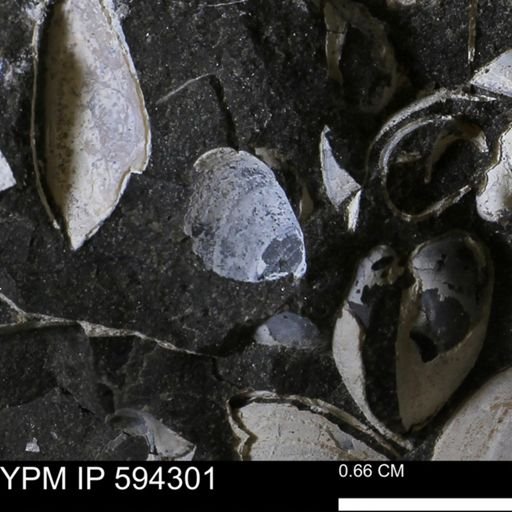 Protocardia sp.