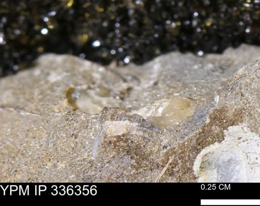 undet. Mollusca
