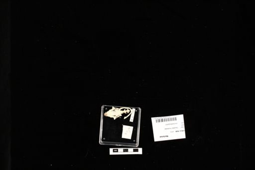 Necturus