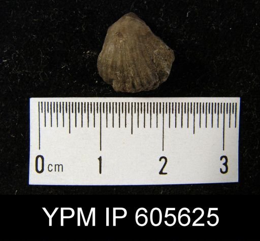 Idiostrophia cuneata