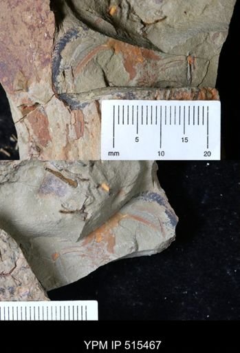 Furca sp.
