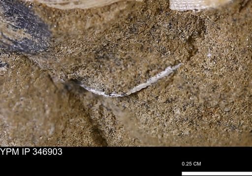 undet. Bivalvia