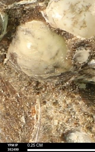 Protocardia subquadrata