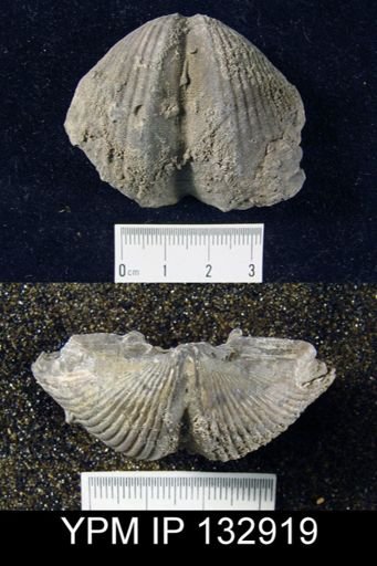 Spinocyrtia granulosa