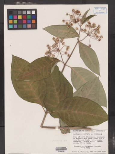 Asclepias exaltata