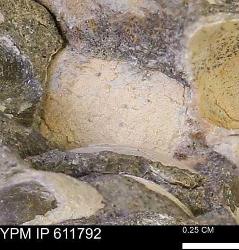 Protocardia sp.