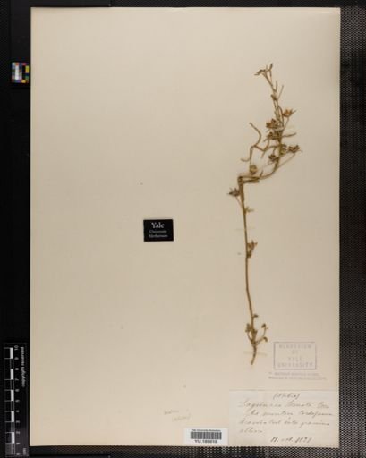 Plantae