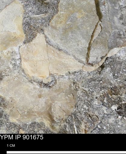 Inoceramus sp.