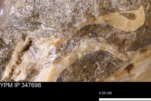 undet. Bivalvia