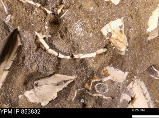 Limopsis striatopunctatus