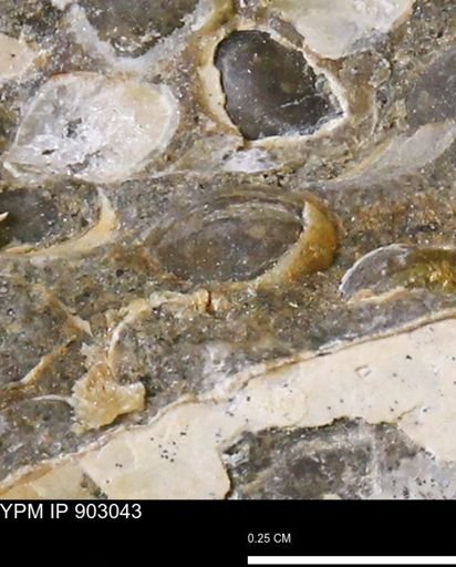 Corbulamella?