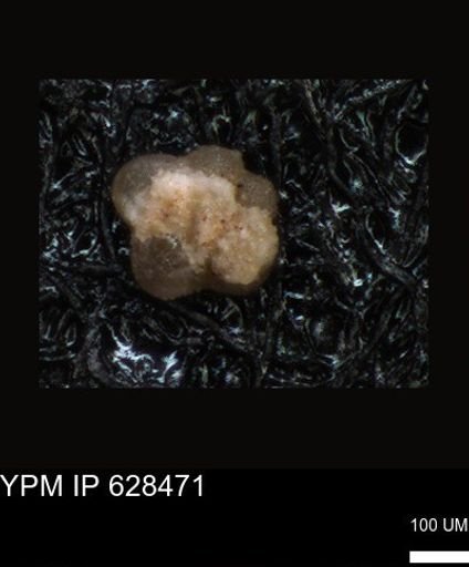 undet. Foraminiferida