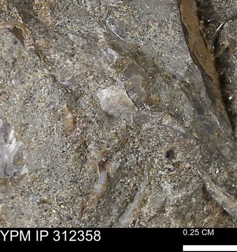 undet. Bivalvia
